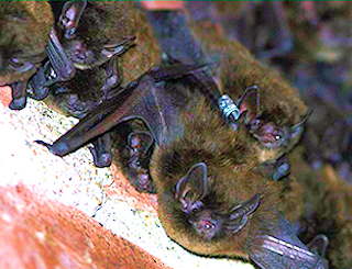 Bat Photo 02